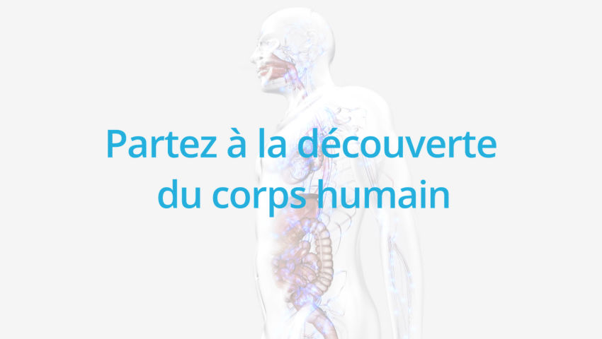 Corpus, partez à la découverte du corps humain - Primàbord