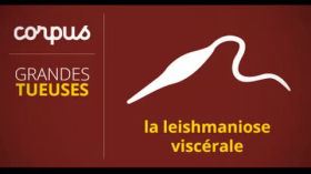 Corpus MSF « Grandes tueuses » : Leishmaniose by Corpus