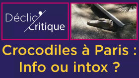Crocodiles à Paris : info ou intox ? by Éducation aux médias et à l'information