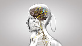 Le fonctionnement du système nerveux by Corpus